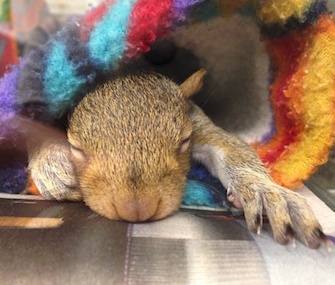 This sleeping baby squirrel is one of 16 being rehabilitated at City Wildlife in Washington, D.C.