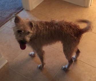 Tampa Bay Rays pitcher Alex Cobb rescued Oscar from a busy street Monday.