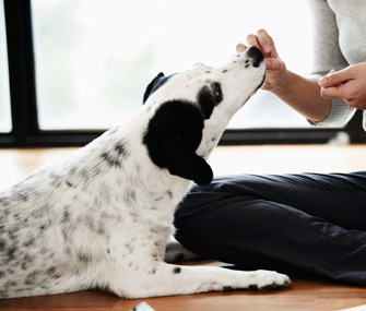 Dog Getting Snack