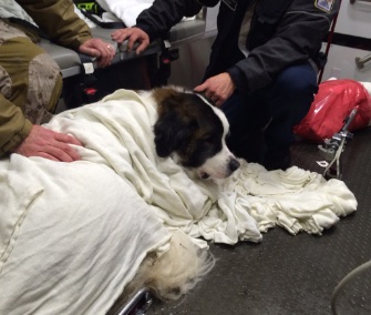 A Saint Bernard recovers after firefighters rescued him from a frigid lake during a blizzard in Virginia.