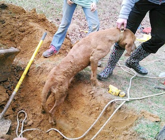 Penny, a 5-year-old Coonhound, got trapped in a pipe after chasing a raccoon.