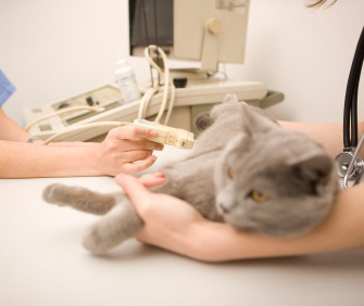 Cat seeing vet specialist