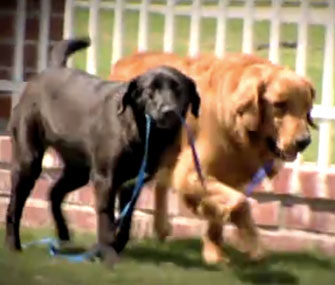 Blair, a black Lab mix, and Tanner, a Golden Retriever, help each other.