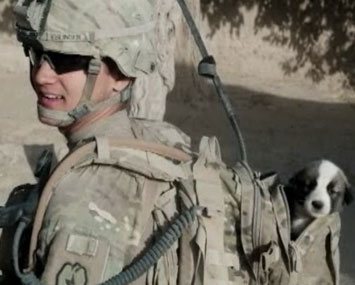 Soldier reunited with dog Smoke