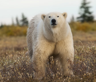 Polar bear