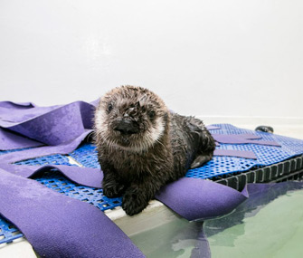 Sea Otter Pup 719