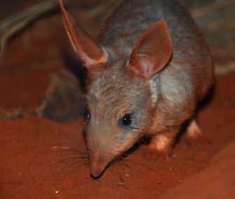 Two bilby joeys were born at the Taronga Zoo exhibit visited by the Duke and Duchess of Cambridge and their son, Prince George, in April.