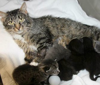 Six kittens have a surrogate mom after being found at a dump in Maine.