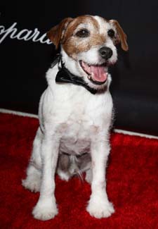Uggie at Golden Globes