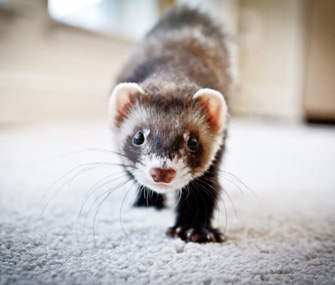 ferret running toward camera