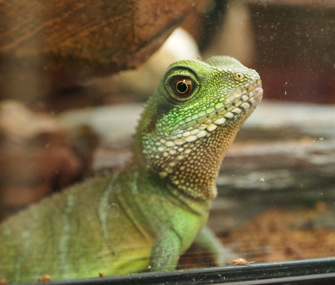 Lizard in Cage