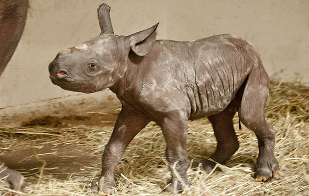 A baby black rhino was born at the Pittsburgh Zoo.