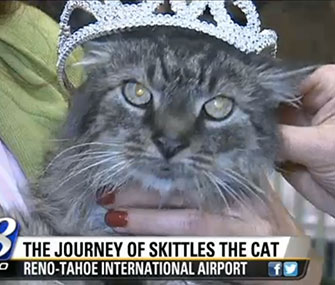 Skittles' owner brought a crown to the airport for her long-lost kitty.
