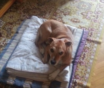 A campaign to save Excalibur, a dog belonging to a Spanish Ebola patient, has gone viral.