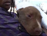 Pit Bull puppy saved from fire