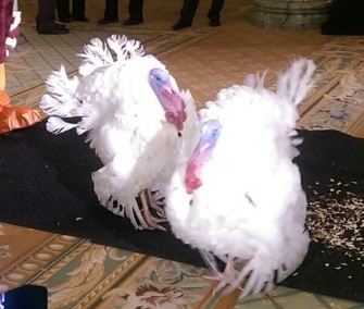 Tater and Tot made a visit to Virginia Tech ahead of their official pardon from the president.