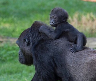 Kabibe gets a ride on her grandmother's back at the San Francisco Zoo.