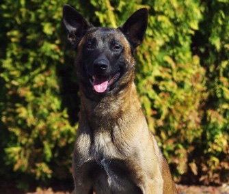 Boise Police K9 Jardo died a week after suffering a gunshot wound to the chest.