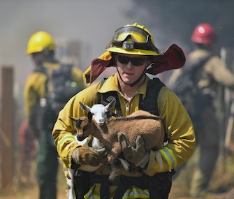 A firefighter rescues goats as flames from a wildfire envelop the area in Lower Lake, California, Sunday.