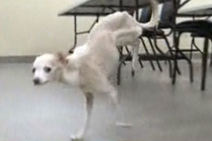 Chihuahua walks on two legs