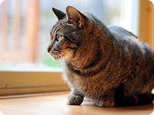 Indoor cat