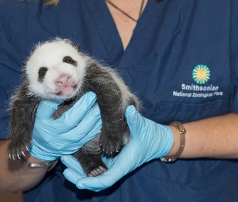 The National Zoo's panda cub is held by a staff member in September.