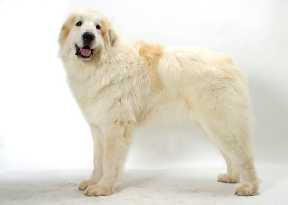 snow breeds 7 great snow breeds snow breeds 7 great snow breeds