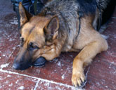 Service dog