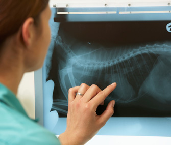 Vet examining radiograph