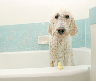Sebaceous adenitis is a hereditary disease that causes the sebaceous glands in a dog’s skin to become inflamed and die.