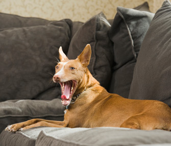 Sleepy dog