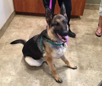 Freeway Frida was adopted by one of the police officers who saved her from a highway median.