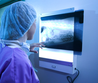 Vet examining xray