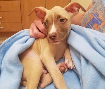 Theo, a "mini miracle," is recovering in a foster home after a Pit Bull found him severely injured.