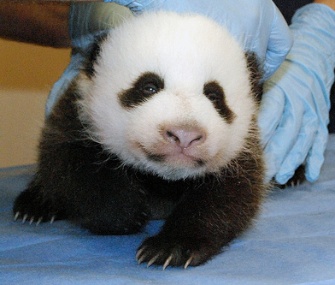 Mei Xiang's cub is now 5 pounds at 8 weeks old.