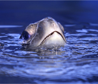 green turtle surfacing from the water