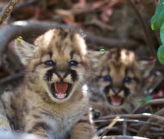 Two litters of mountain lion kittens were found in the mountains outside Los Angeles.