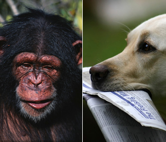 Chimp and Dog