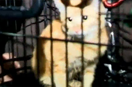 Kitten rescued from LA River