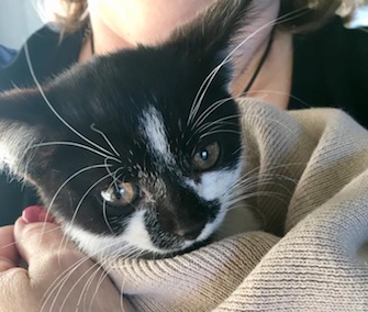 A kitten is named Fender for the spot where he was found in a woman's car.