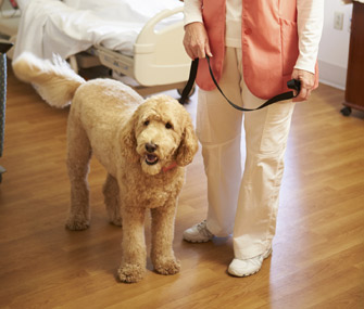Therapy dog at hospital