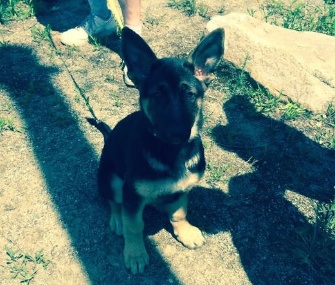 "She's a handful," says owner John Costello of his German Shepherd puppy, Rosie.