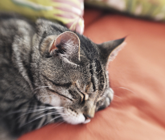 Senior Cat Sleeping