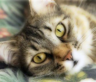 Cat Eyes Closeup
