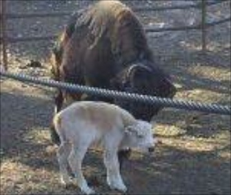 Smokey, a white buffalo, was born last weekend at Royal Gorge Bridge and Park in Colorado.