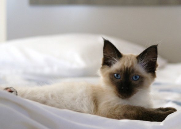 The Most Popular Kitten Names of 2015