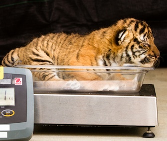 One of the three Malayan tiger cubs is weighed at Busch Gardens Tampa.