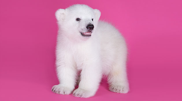 The cub poses for a photo shoot at 3 months old.