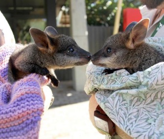Two orphaned swamp wallaby joeys being hand-raised at the Taronga Zoo in Australia were introduced last week.