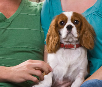 Dog in couple's lap